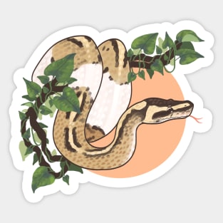 Ball Python on a Vine Sticker